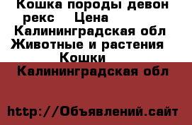 Кошка породы девон рекс  › Цена ­ 20 000 - Калининградская обл. Животные и растения » Кошки   . Калининградская обл.